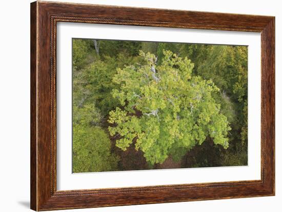 Evergreen Below-Staffan Widstrand-Framed Giclee Print