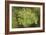 Evergreen Below-Staffan Widstrand-Framed Giclee Print