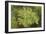 Evergreen Below-Staffan Widstrand-Framed Giclee Print
