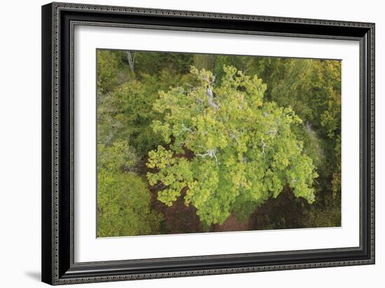 Evergreen Below-Staffan Widstrand-Framed Giclee Print