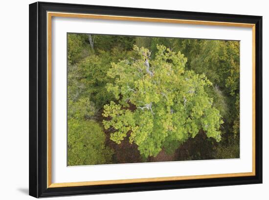 Evergreen Below-Staffan Widstrand-Framed Giclee Print