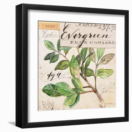 Evergreen Branch…Sketchbook-Angela Staehling-Framed Art Print
