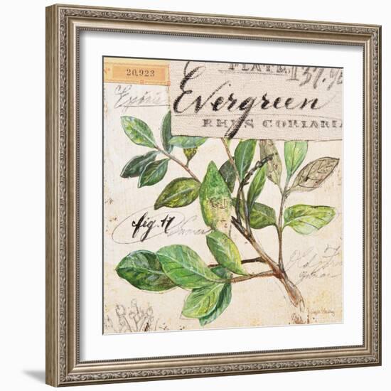 Evergreen Branch…Sketchbook-Angela Staehling-Framed Premium Giclee Print
