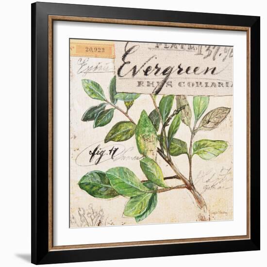 Evergreen Branch…Sketchbook-Angela Staehling-Framed Premium Giclee Print