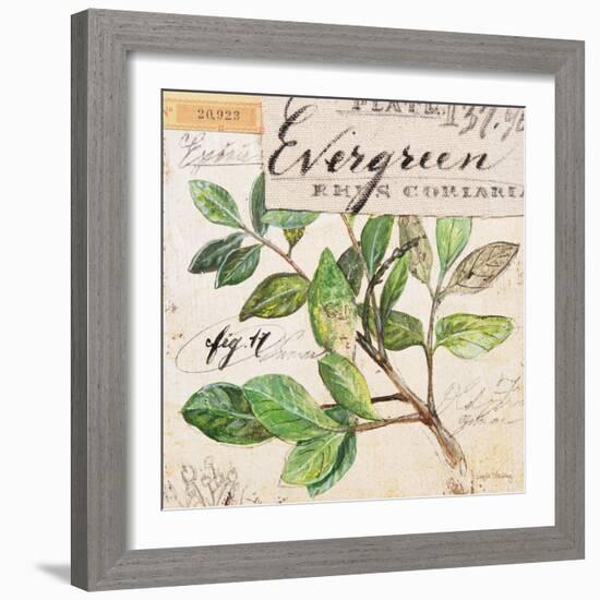 Evergreen Branch…Sketchbook-Angela Staehling-Framed Art Print