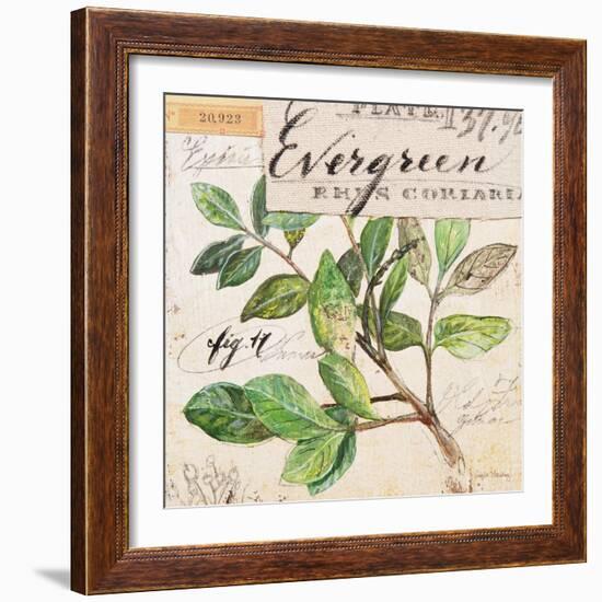 Evergreen Branch…Sketchbook-Angela Staehling-Framed Art Print