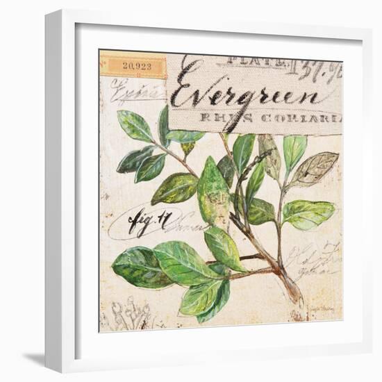 Evergreen Branch…Sketchbook-Angela Staehling-Framed Art Print