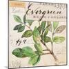 Evergreen Branch…Sketchbook-Angela Staehling-Mounted Art Print