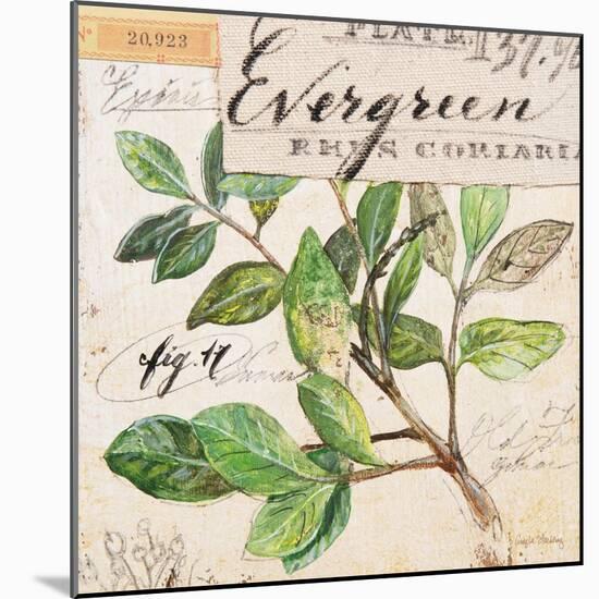 Evergreen Branch…Sketchbook-Angela Staehling-Mounted Art Print