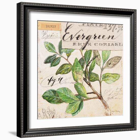 Evergreen Branch…Sketchbook-Angela Staehling-Framed Art Print