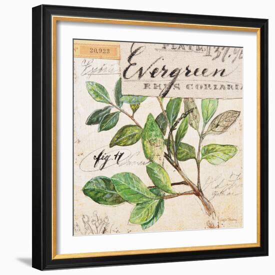 Evergreen Branch…Sketchbook-Angela Staehling-Framed Art Print