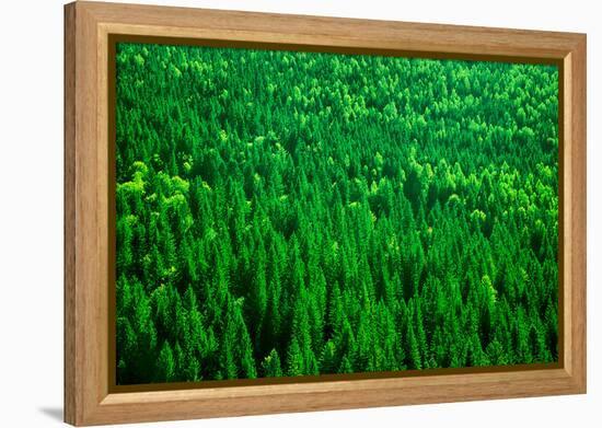 Evergreen Fir Tree Background, Bird Eye View on Fresh Pine Forest, Beautiful Abstract Natural Backd-Anna Omelchenko-Framed Premier Image Canvas