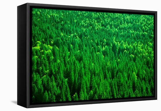 Evergreen Fir Tree Background, Bird Eye View on Fresh Pine Forest, Beautiful Abstract Natural Backd-Anna Omelchenko-Framed Premier Image Canvas