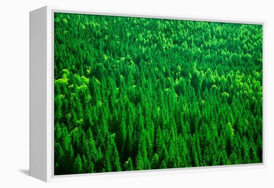 Evergreen Fir Tree Background, Bird Eye View on Fresh Pine Forest, Beautiful Abstract Natural Backd-Anna Omelchenko-Framed Premier Image Canvas