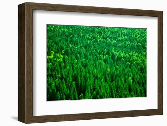 Evergreen Fir Tree Background, Bird Eye View on Fresh Pine Forest, Beautiful Abstract Natural Backd-Anna Omelchenko-Framed Photographic Print