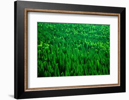 Evergreen Fir Tree Background, Bird Eye View on Fresh Pine Forest, Beautiful Abstract Natural Backd-Anna Omelchenko-Framed Photographic Print