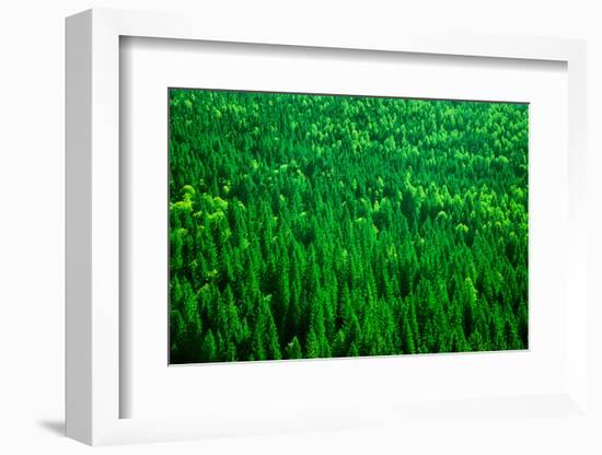 Evergreen Fir Tree Background, Bird Eye View on Fresh Pine Forest, Beautiful Abstract Natural Backd-Anna Omelchenko-Framed Photographic Print