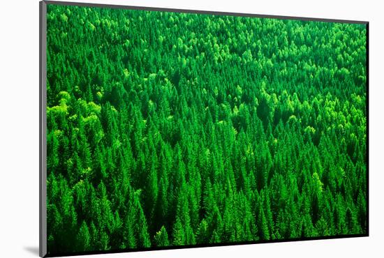 Evergreen Fir Tree Background, Bird Eye View on Fresh Pine Forest, Beautiful Abstract Natural Backd-Anna Omelchenko-Mounted Photographic Print