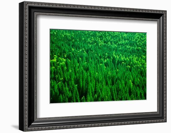 Evergreen Fir Tree Background, Bird Eye View on Fresh Pine Forest, Beautiful Abstract Natural Backd-Anna Omelchenko-Framed Photographic Print