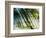 Evergreen No. 10-Sven Pfrommer-Framed Photographic Print