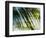 Evergreen No. 10-Sven Pfrommer-Framed Photographic Print