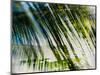 Evergreen No. 10-Sven Pfrommer-Mounted Photographic Print