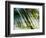 Evergreen No. 10-Sven Pfrommer-Framed Photographic Print