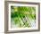 Evergreen No. 11-Sven Pfrommer-Framed Photographic Print