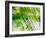 Evergreen No. 11-Sven Pfrommer-Framed Photographic Print