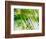 Evergreen No. 11-Sven Pfrommer-Framed Photographic Print