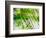 Evergreen No. 11-Sven Pfrommer-Framed Photographic Print