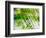 Evergreen No. 11-Sven Pfrommer-Framed Photographic Print