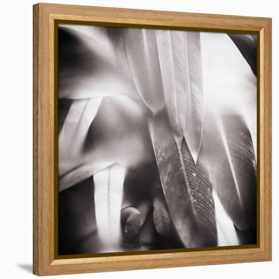 Evergreen No. 4-Sven Pfrommer-Framed Premier Image Canvas