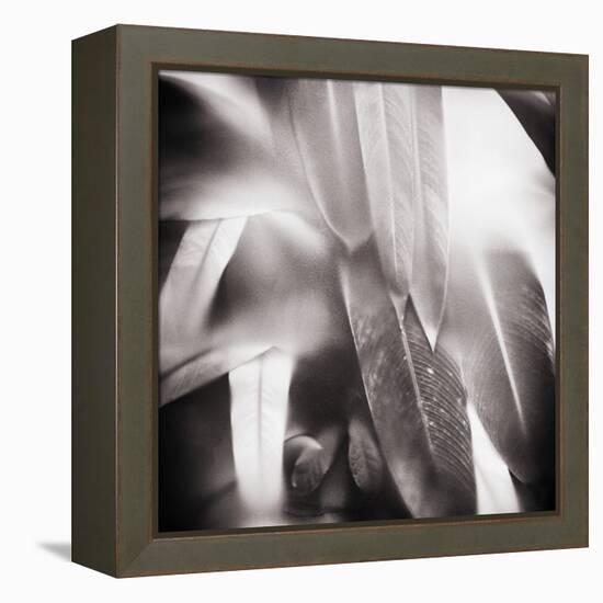 Evergreen No. 4-Sven Pfrommer-Framed Premier Image Canvas