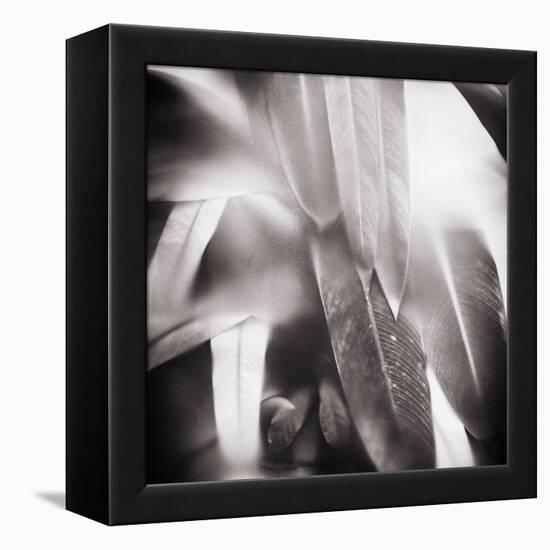 Evergreen No. 4-Sven Pfrommer-Framed Premier Image Canvas