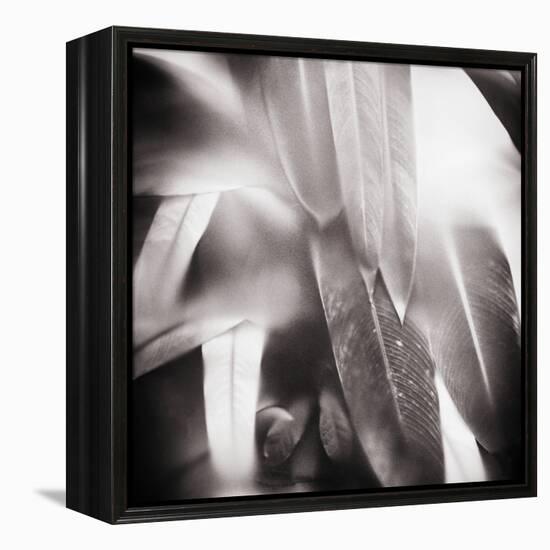 Evergreen No. 4-Sven Pfrommer-Framed Premier Image Canvas