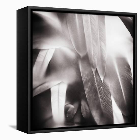 Evergreen No. 4-Sven Pfrommer-Framed Premier Image Canvas