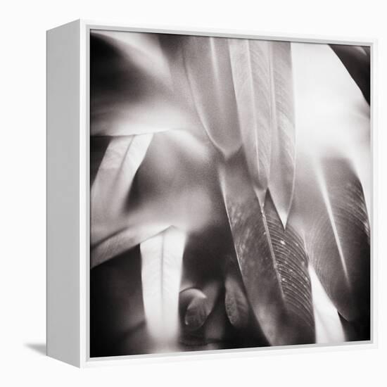 Evergreen No. 4-Sven Pfrommer-Framed Premier Image Canvas