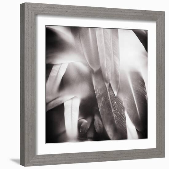 Evergreen No. 4-Sven Pfrommer-Framed Photographic Print