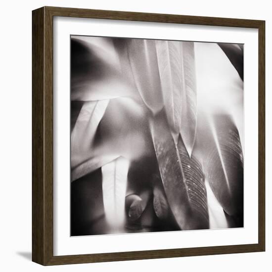 Evergreen No. 4-Sven Pfrommer-Framed Photographic Print