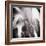 Evergreen No. 4-Sven Pfrommer-Framed Photographic Print