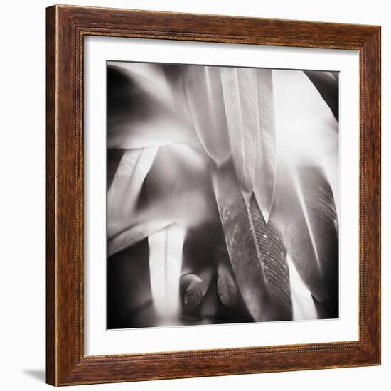 Evergreen No. 4-Sven Pfrommer-Framed Photographic Print