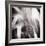 Evergreen No. 4-Sven Pfrommer-Framed Photographic Print