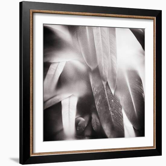 Evergreen No. 4-Sven Pfrommer-Framed Photographic Print