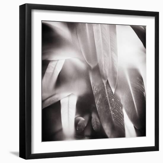 Evergreen No. 4-Sven Pfrommer-Framed Photographic Print