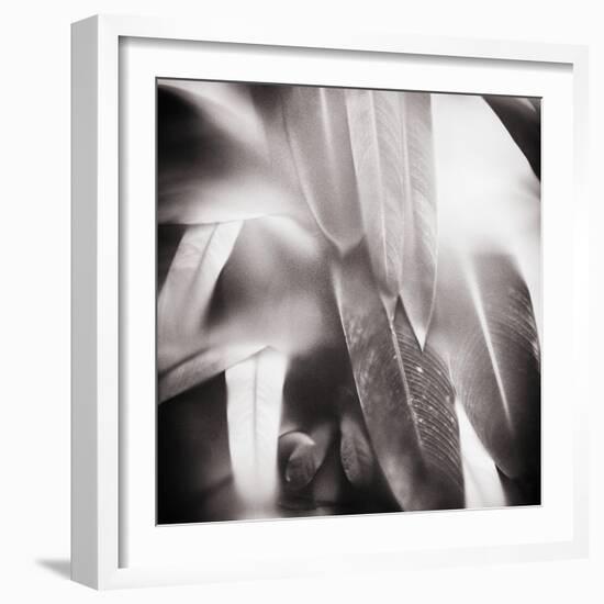 Evergreen No. 4-Sven Pfrommer-Framed Photographic Print