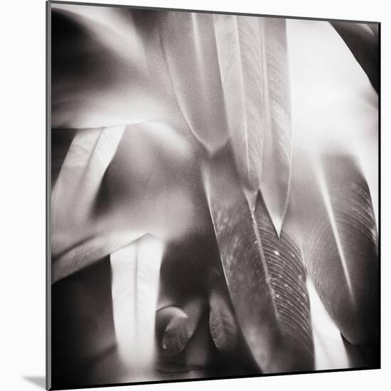 Evergreen No. 4-Sven Pfrommer-Mounted Photographic Print