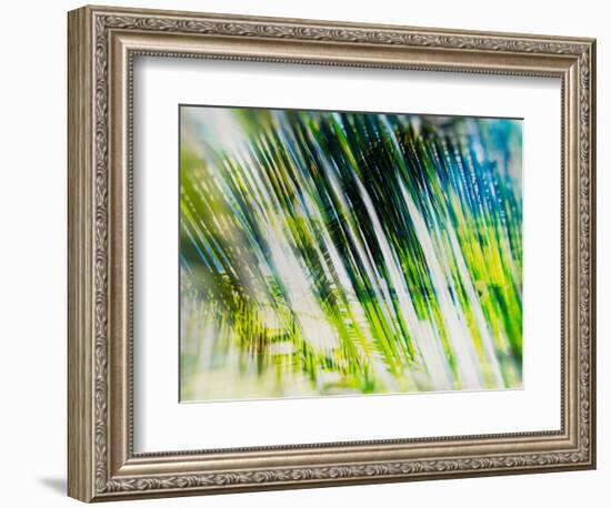 Evergreen No. 6-Sven Pfrommer-Framed Photographic Print