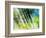 Evergreen No. 6-Sven Pfrommer-Framed Photographic Print