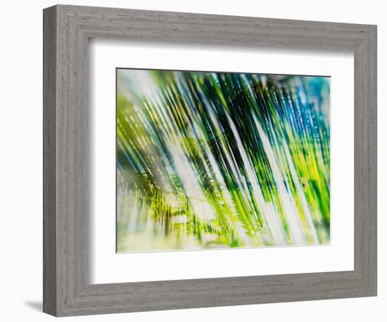 Evergreen No. 6-Sven Pfrommer-Framed Photographic Print